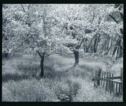 Apple Trees in Blossom