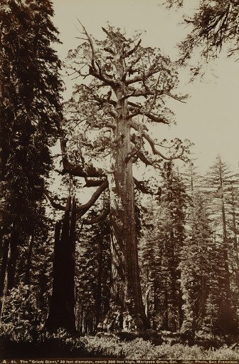 The Grizzly Giant, Mariposa Grove, Yosemite, California
