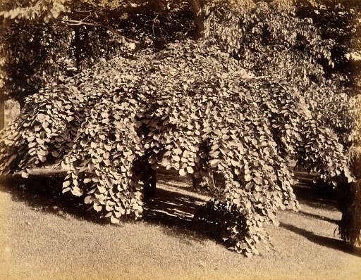 Weeping Elm, from the album Views of Charlestown, New Hampshire