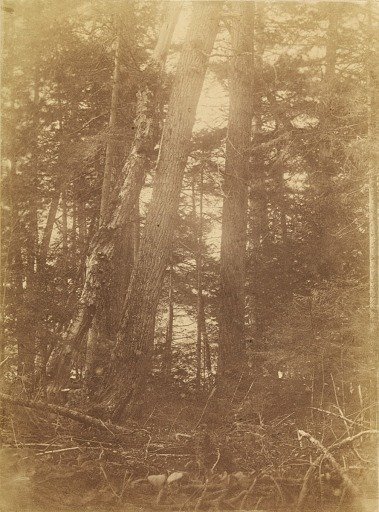 Untitled, from the portfolio The Forest: Adirondack Woods