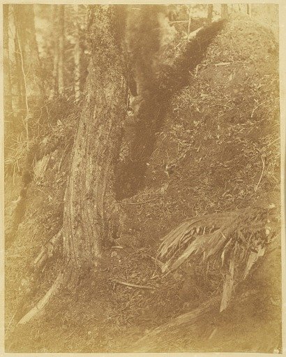 Untitled, from the portfolio The Forest: Adirondack Woods
