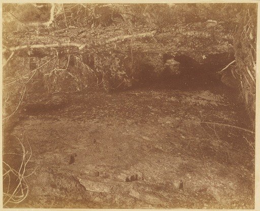 Untitled, from the portfolio The Forest: Adirondack Woods