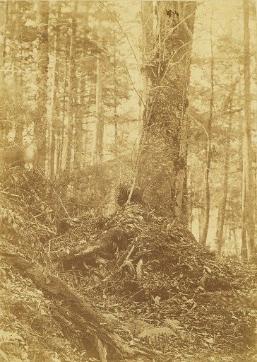 Untitled, from the portfolio The Forest: Adirondack Woods