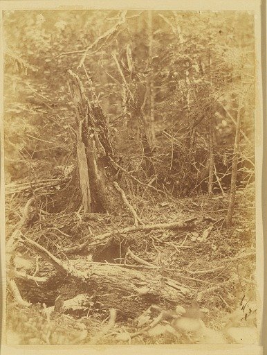 Untitled, from the portfolio The Forest: Adirondack Woods