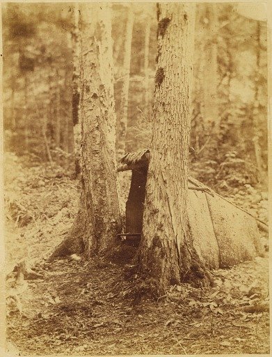 Untitled, from the portfolio The Forest: Adirondack Woods
