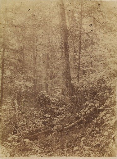 Untitled, from the portfolio The Forest: Adirondack Woods