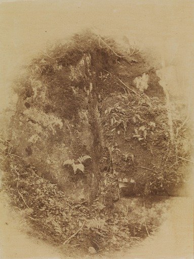 Untitled, from the portfolio The Forest: Adirondack Woods