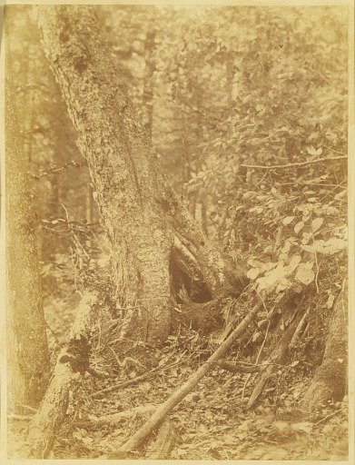Untitled, from the portfolio The Forest: Adirondack Woods