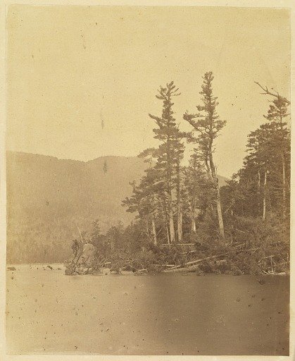 Untitled, from the portfolio The Forest: Adirondack Woods