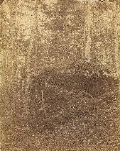 Untitled, from the portfolio The Forest: Adirondack Woods