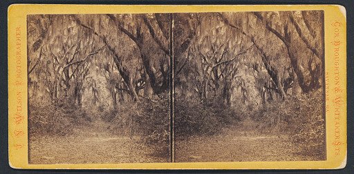 Unidentified Scene (Southern United States)