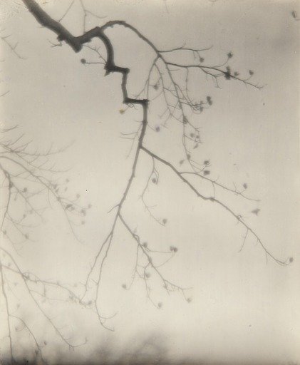 Branch Abstraction
