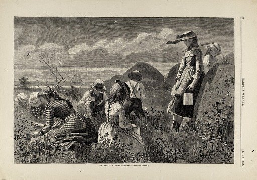 Gathering Berries, from Harper's Weekly, July 11, 1874