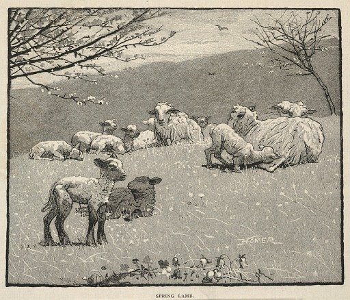 Spring Lamb, from Scribner's Monthly, June 1880