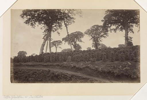 Coffee Plantation at Las Nubes, Guatemala