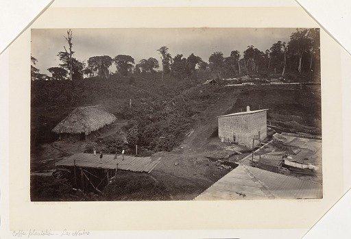 Coffee Plantation, Las Nubes, Guatemala