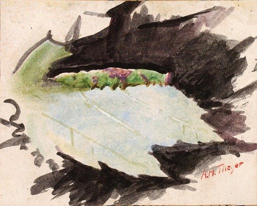 Heterocampa Biundata, Walker, study for book Concealing Coloration in the Animal Kingdom