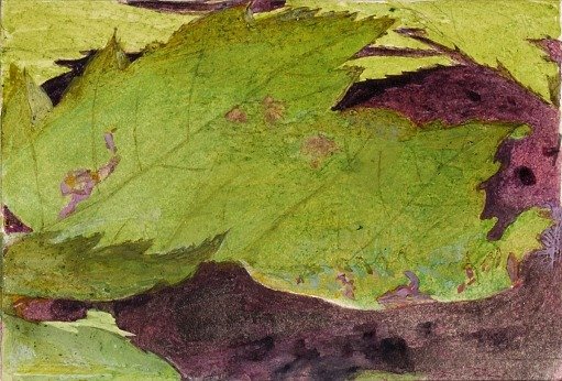 Heterocampa Biundata, Walker, study for book Concealing Coloration in the Animal Kingdom