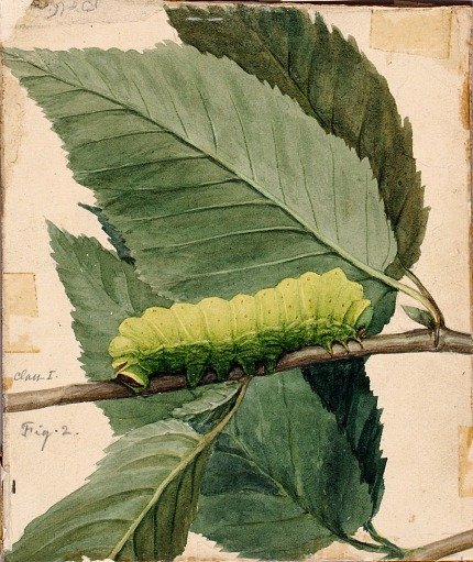 Lunar Caterpillar, study for book Concealing Coloration in the Animal Kingdom