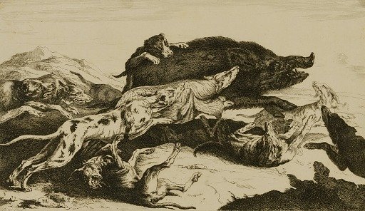 Dogs Attacking Boar