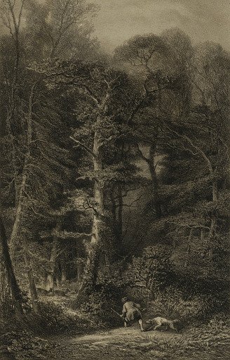 Interieur de Forêt
