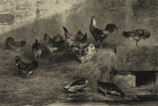 Chickens and Ducks
