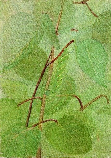 Sphinx Caterpillar, study for book Concealing Coloration in the Animal Kingdom
