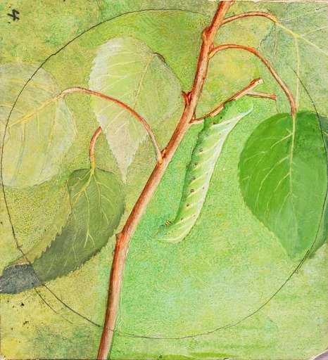 Sphinx Caterpillar, study for book Concealing Coloration in the Animal Kingdom