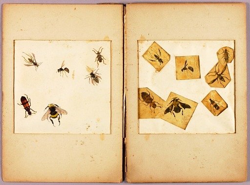 INSECTS--Colored (Best Bumblebees...), study folder for book Concealing Coloration in the Animal Kingdom