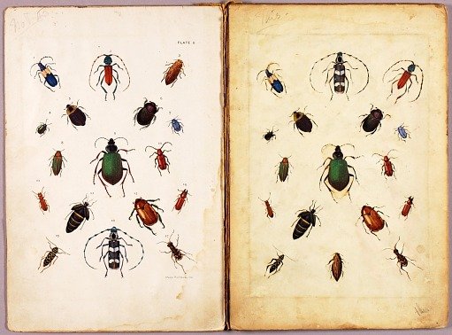INSECTS--Colored beetles, landscape, study folder for book Concealing Coloration in the Animal Kingdom