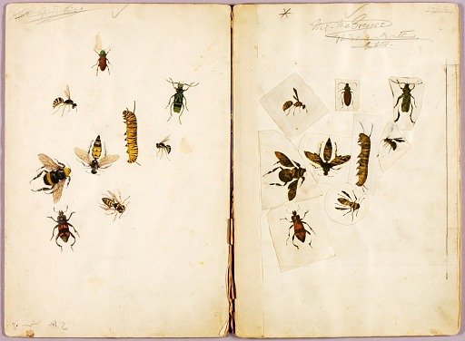 Insects--Colored, study folder for book Concealing Coloration in the Animal Kingdom