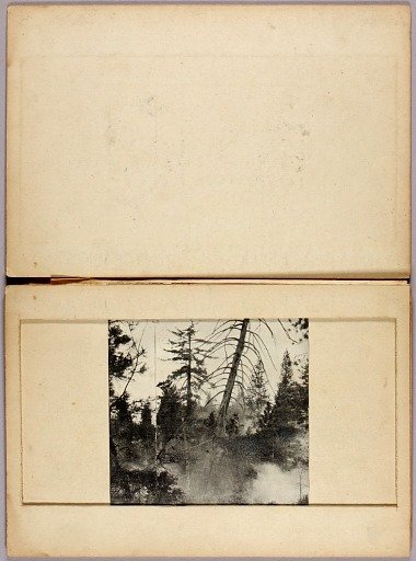 Moving Deer, study folder for book Concealing Coloration in the Animal Kingdom