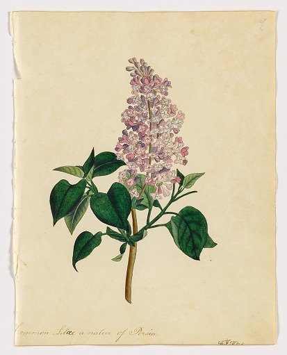 Common Lilac, A Native of Persia