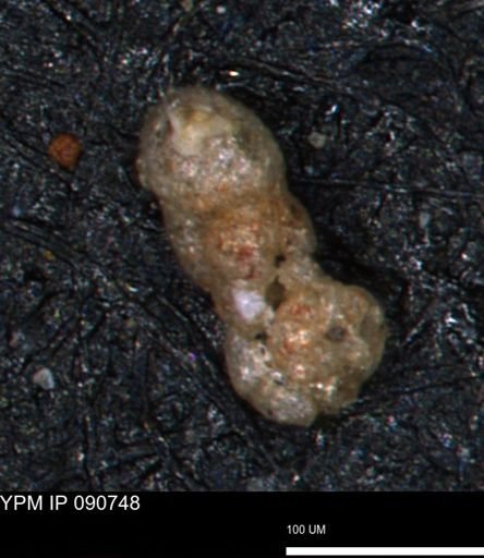 undet. Foraminiferida