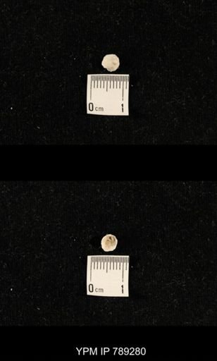 undet. Brachiopoda