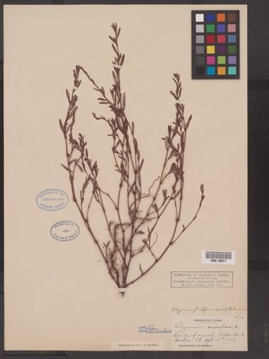 Polygonum prolificum