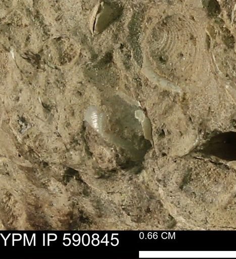 undet. Bivalvia
