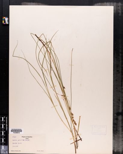 Carex diandra