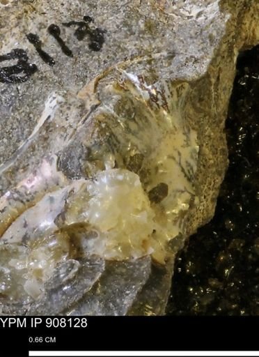 undet. Scaphitidae