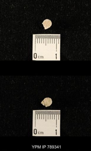 undet. Bryozoa