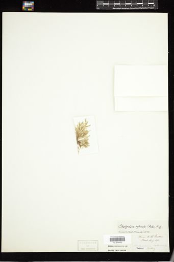 Cladophora refracta