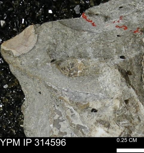 undet. Mollusca