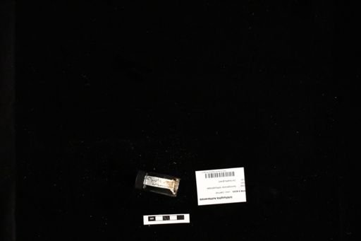 Ichthyophis kohtaoensis