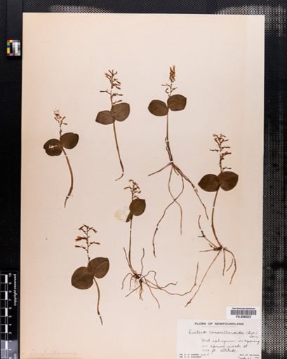 Listera convallarioides