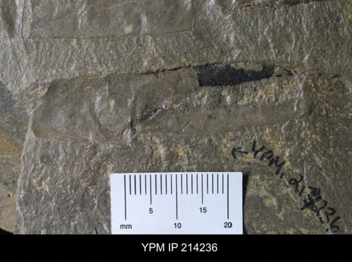 Erettopterus osiliensis