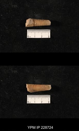 Orthoceras