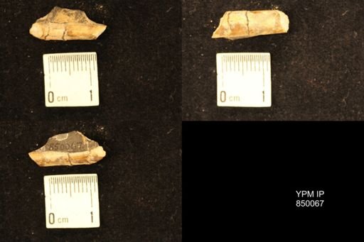 Baculites
