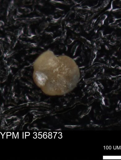 undet. Foraminiferida