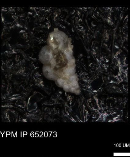 undet. Heterohelicidae