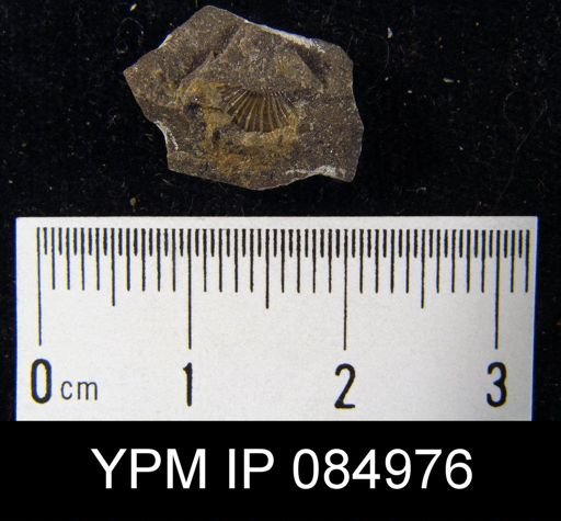 Schuchertella pecten